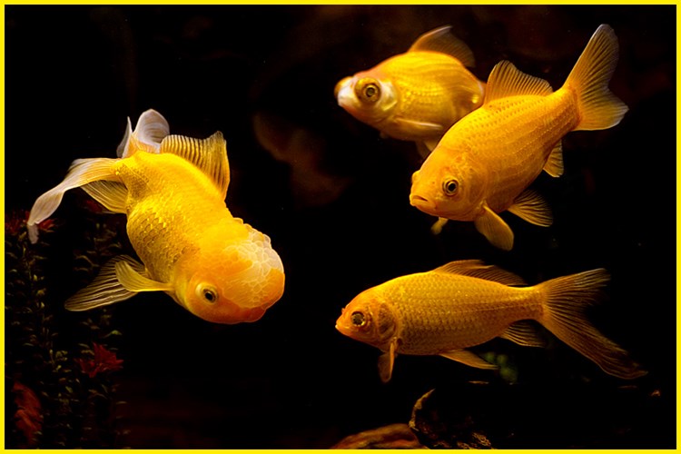 Điềm báo giấc mơ thấy cá trên cạn và con số lô đề may mắn? 1 Điềm báo giấc mơ thấy cá trên cạn và con số liên quan?