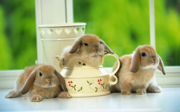 Nằm mơ thấy thỏ có ý nghĩa gì và đánh đề con nào phát tài? 1 Nằm mơ thấy thỏ có ý nghĩa gì và đánh đề con nào phát tài?